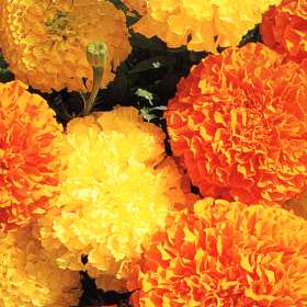 tagetes_erecta%20lge.jpg