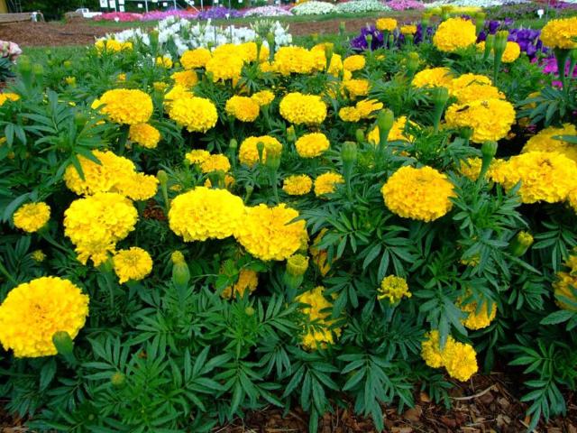 tagetes_erecta_3.jpg