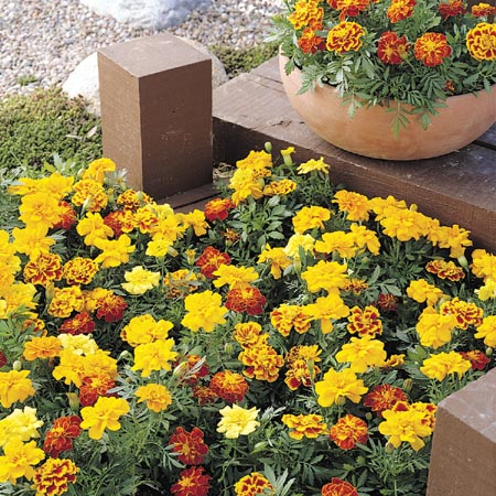 tagetes_mix_resize.jpg