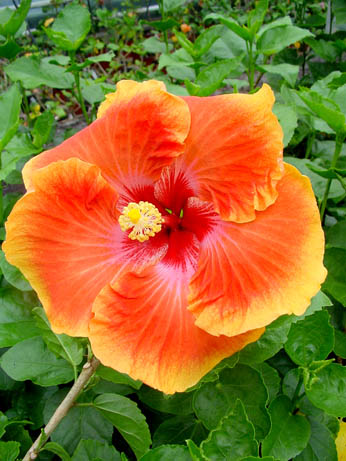 Tahi_Tahitian_Arcturus_Queen.jpg