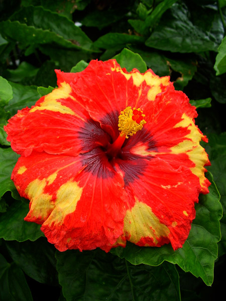 Tahi_Tahitian_Kaleidoscope.jpg