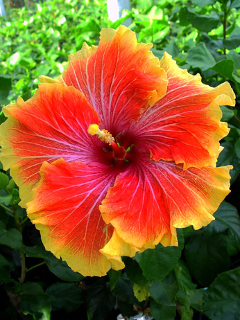 Tahi_Tahitian_Orange_Garnet.jpg