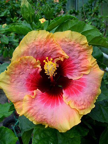 Tahi_Tahitian_Queen.jpg