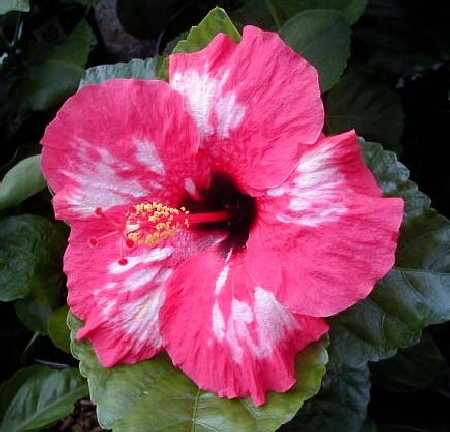Tahiti Pink Blotch.jpg