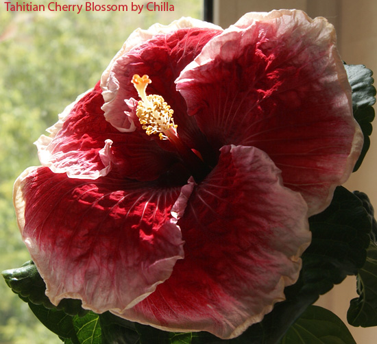 Tahitian-Cherry-Blossom-1.jpg