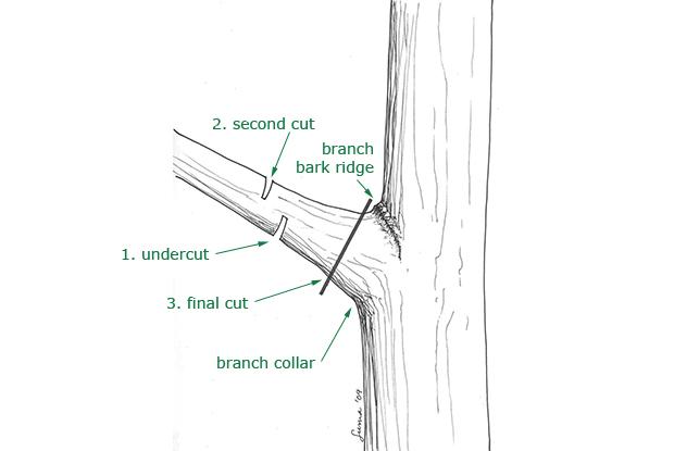 taille-arbre-figure3_en.jpg