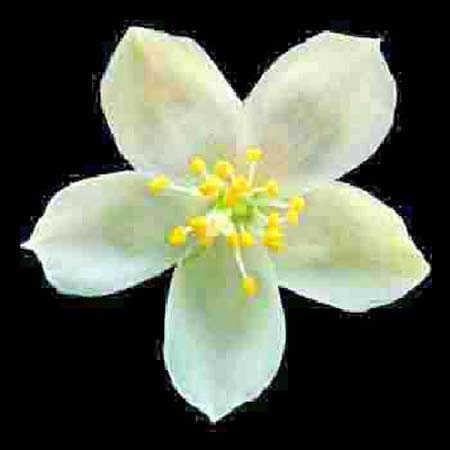 talinum%20okagonense.jpg