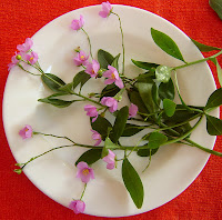 Talinum+fruticosum+%28L.%29+Juss.+c.JPG