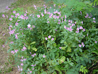 Talinum+fruticosum+%28L.%29+Juss..JPG