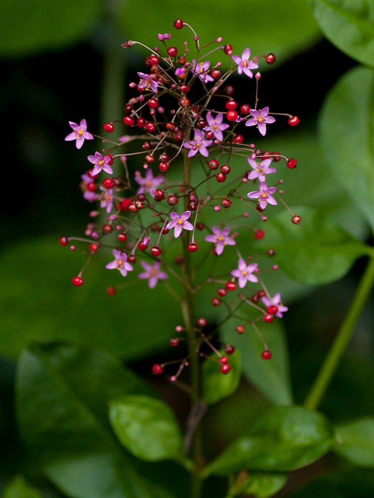 Talinum-paniculatum-Jewels-of-Opar4.jpg