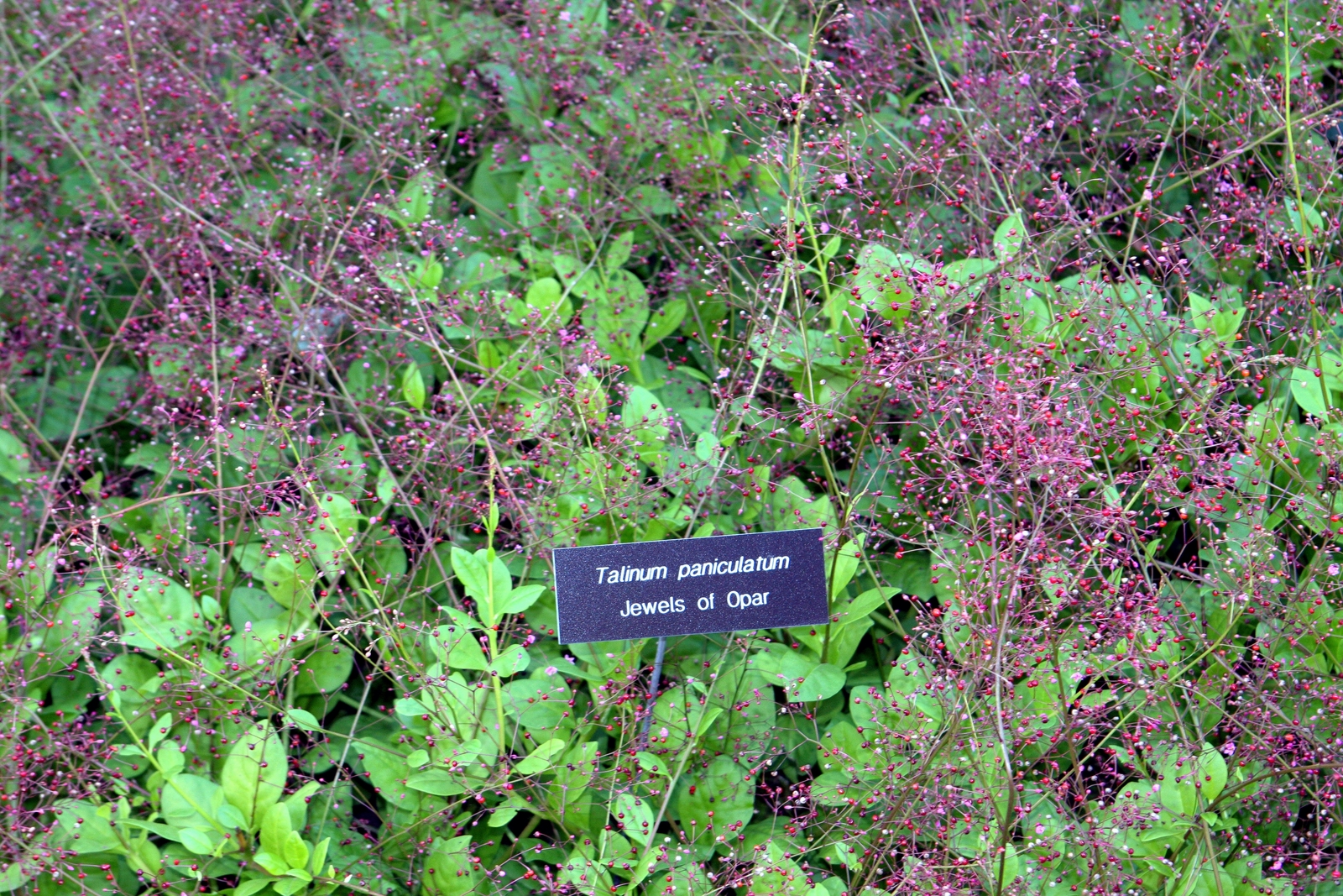 Talinum_paniculatum.jpg