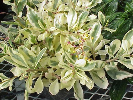 Talinum_patens_var2-max-500.jpg