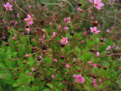 TalinumPaniculatum040723.jpg