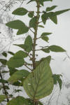 tallo-y-hojas_small.jpg