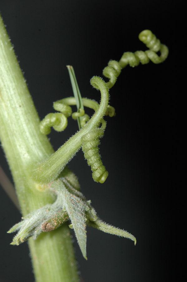 tallo-y-zarcillo.jpg