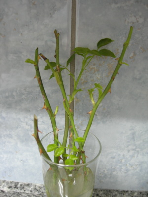 tallos_rosal_brote_mayo07.JPG