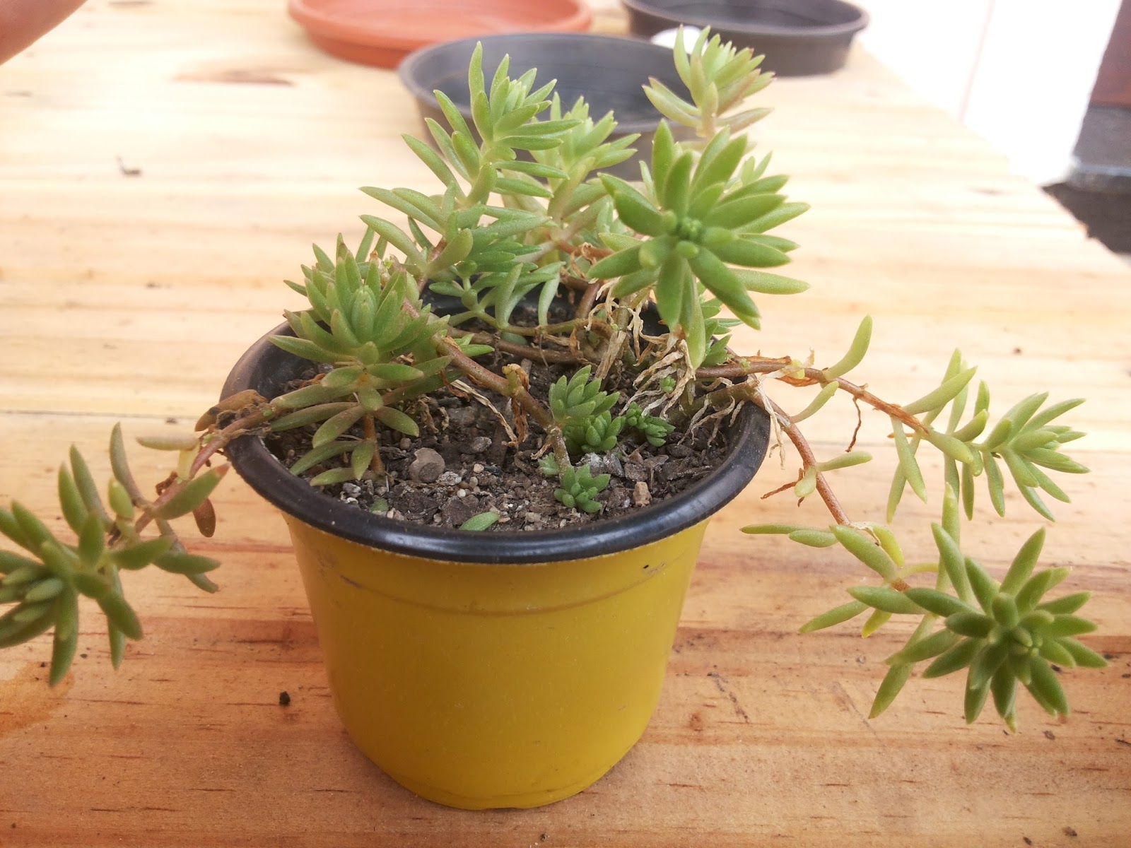 talvez_portulaca_grandiflora_02.jpg