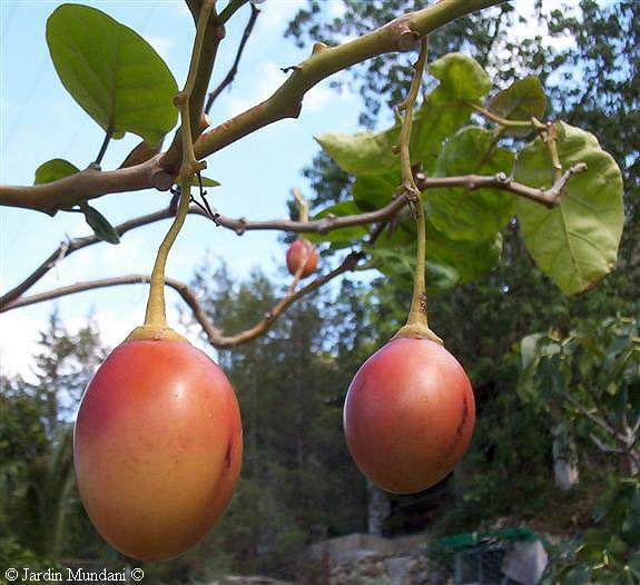 tamarillos.jpg
