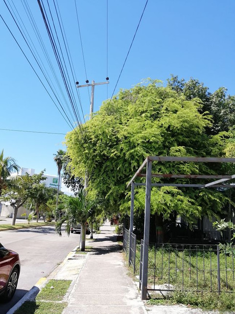 tamarindo-1.jpg