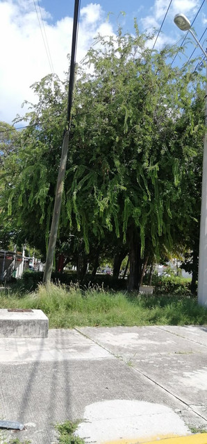 tamarindo.jpg