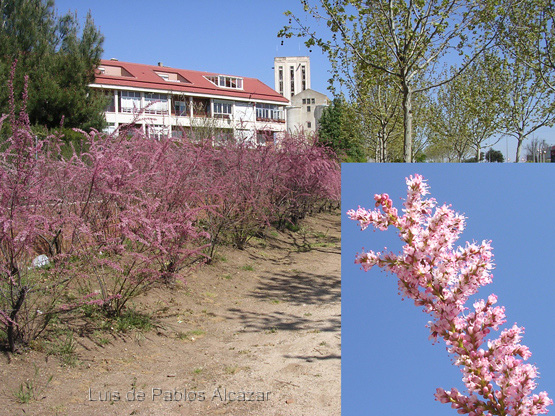Tamarix-parviflora.jpg