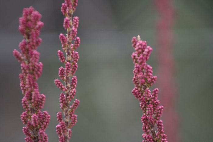 Tamarix_gallica.JPG
