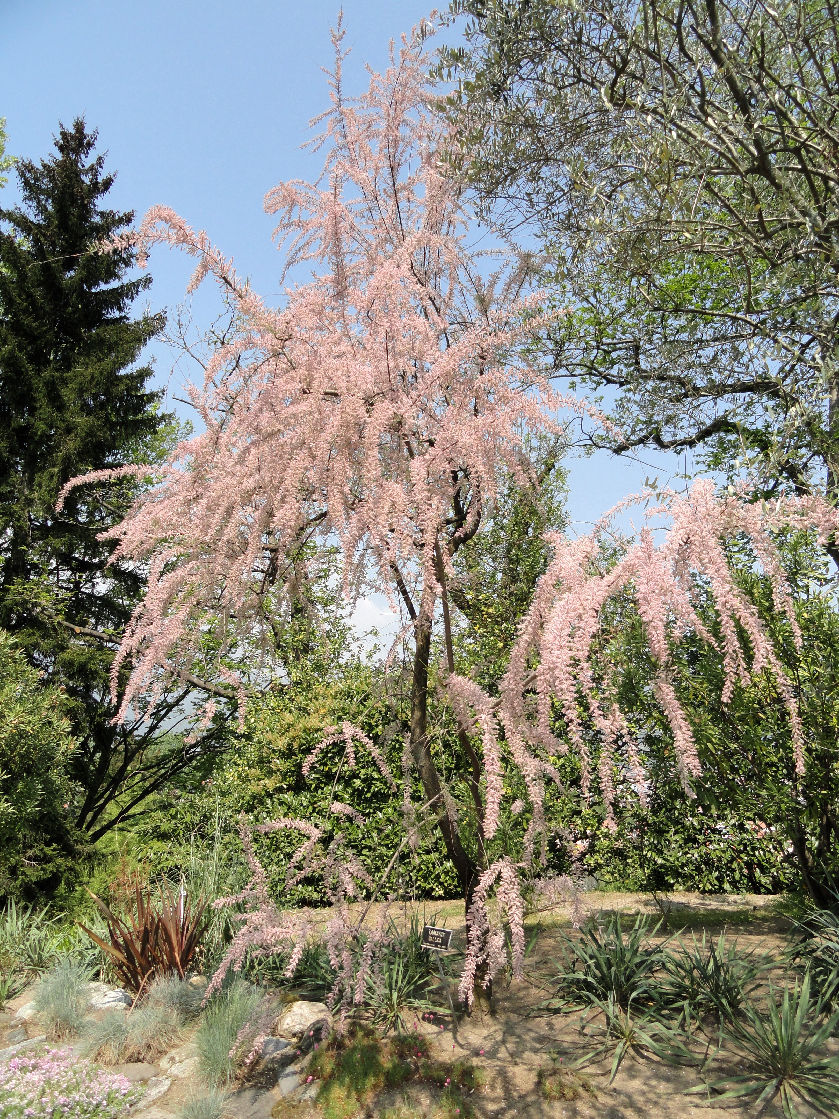 Tamarix_gallica_-_Villa_Taranto_(Verbania)_-_DSC03778.JPG