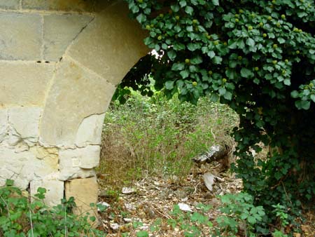Tamayo.%20Puerta%20con%20hiedra_45.jpg