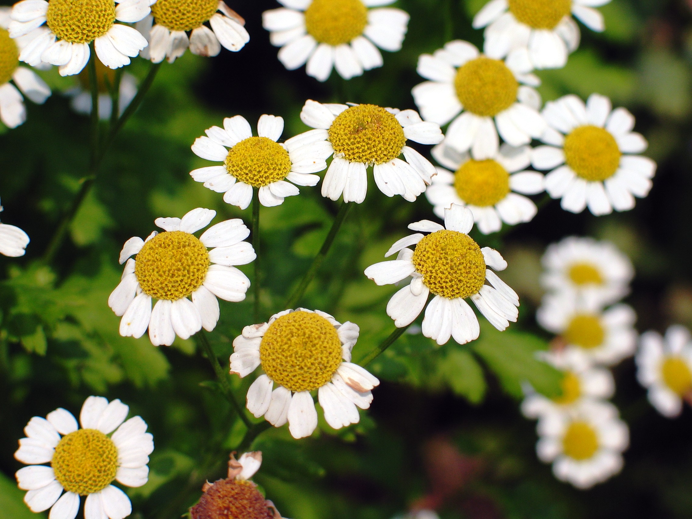 Tanacetum%20niveum%20SilverTansy.jpg