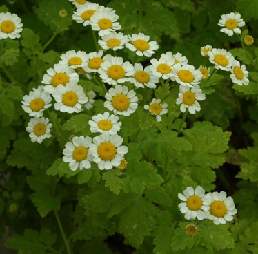 TanacetumPartheniumAureum080621b.jpg