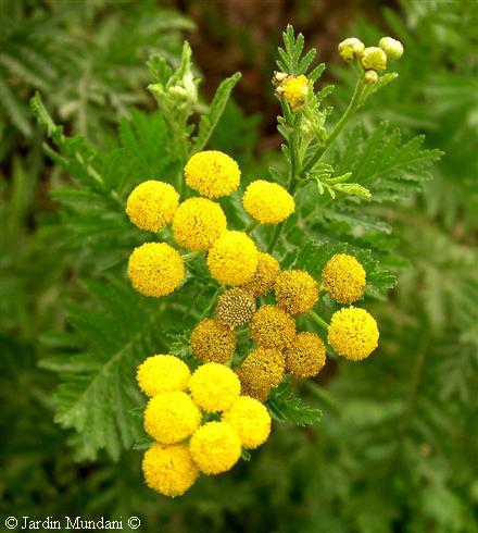 tanacetumvulgare8.jpg