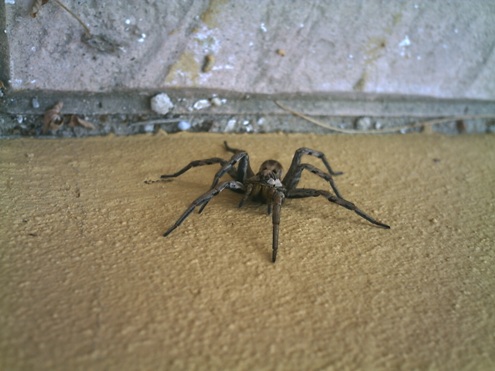 tarantula1.JPG
