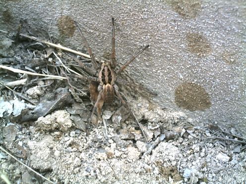 tarantula_1.JPG