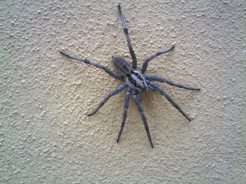 tarantula_21.JPG