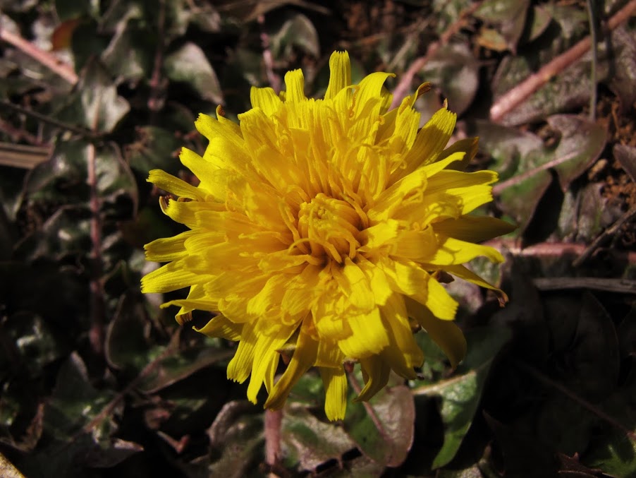 Taraxacum+officinale+%282%29.jpg