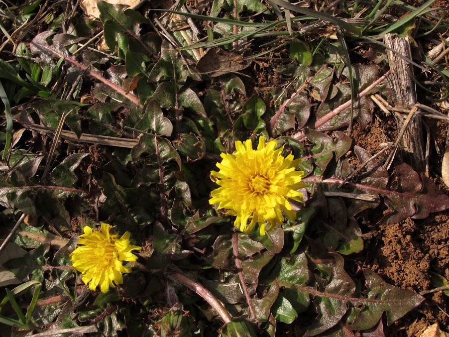 Taraxacum+officinale.jpg
