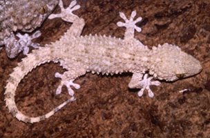 Tarentola_mauritanica.jpg