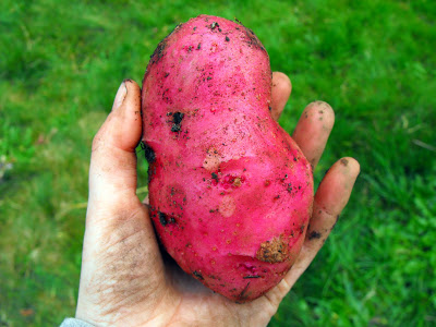 tatertire3.jpg