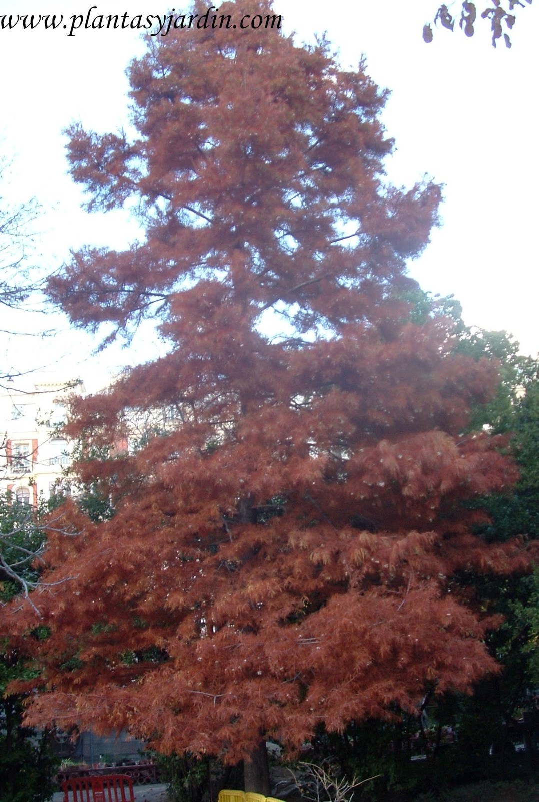 Taxodium-distichum-en-otono.jpg