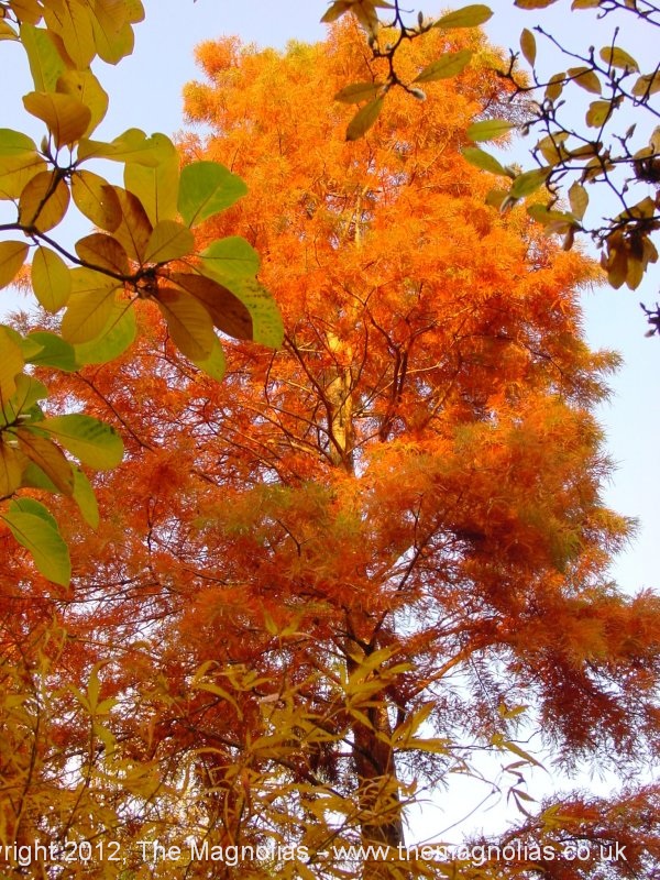 taxodium-distichum.jpg