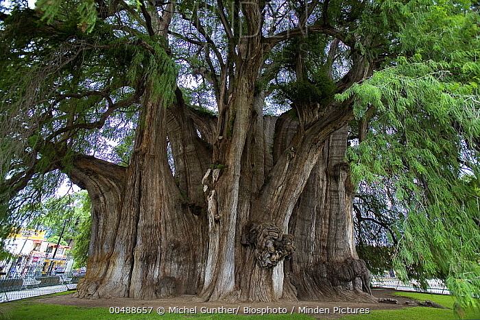 taxodium-mucronatum-5d32ff95-46ee-4254-842b-ff99b908169-resize-750.jpg
