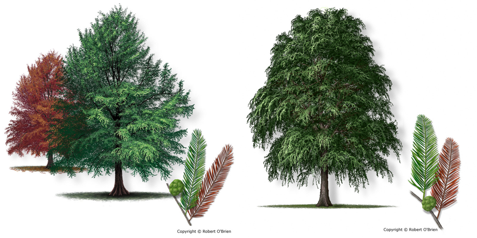 taxodium.png