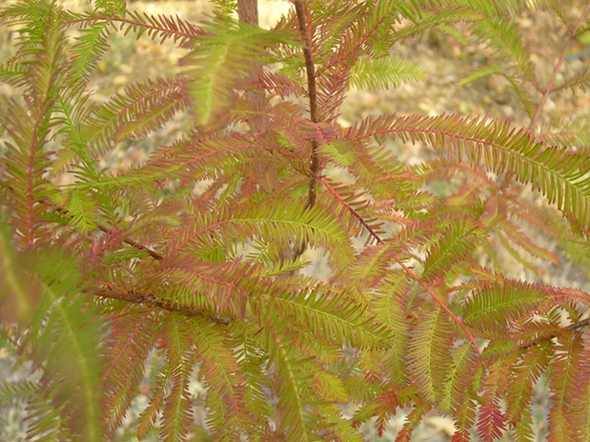 TAXODIUM3.JPG