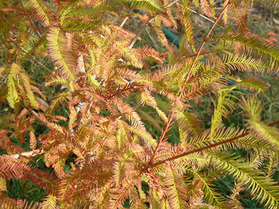 TAXODIUM6.JPG