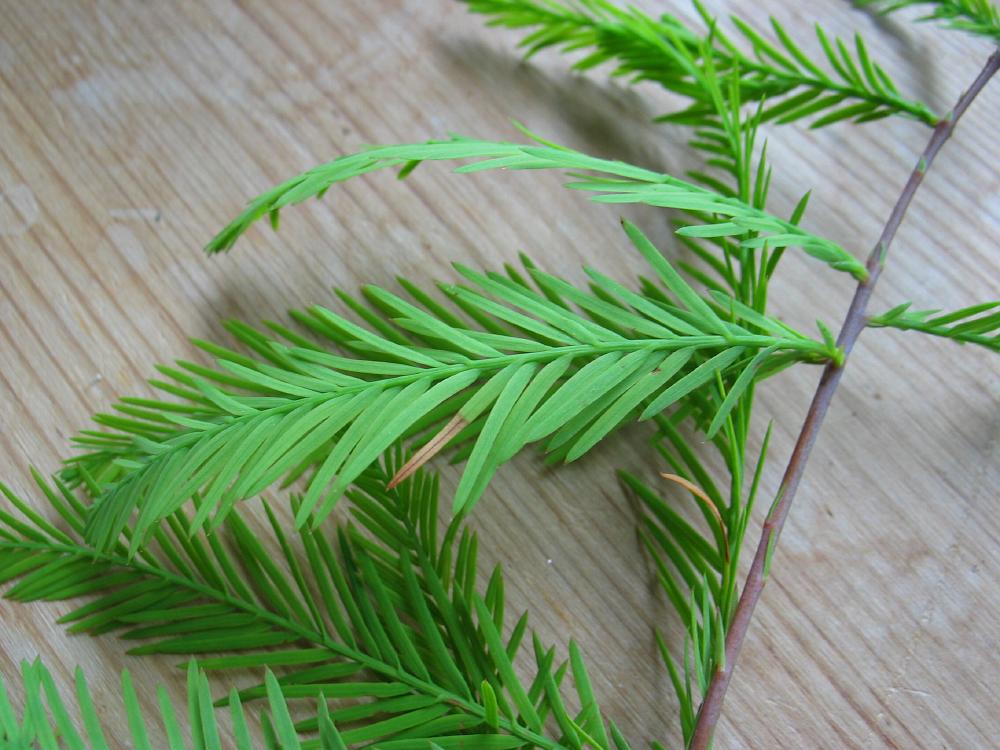 Taxodium_distichum_hoja.jpg