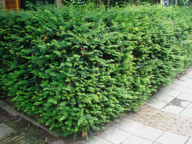 Taxus_baccata_grt.JPG