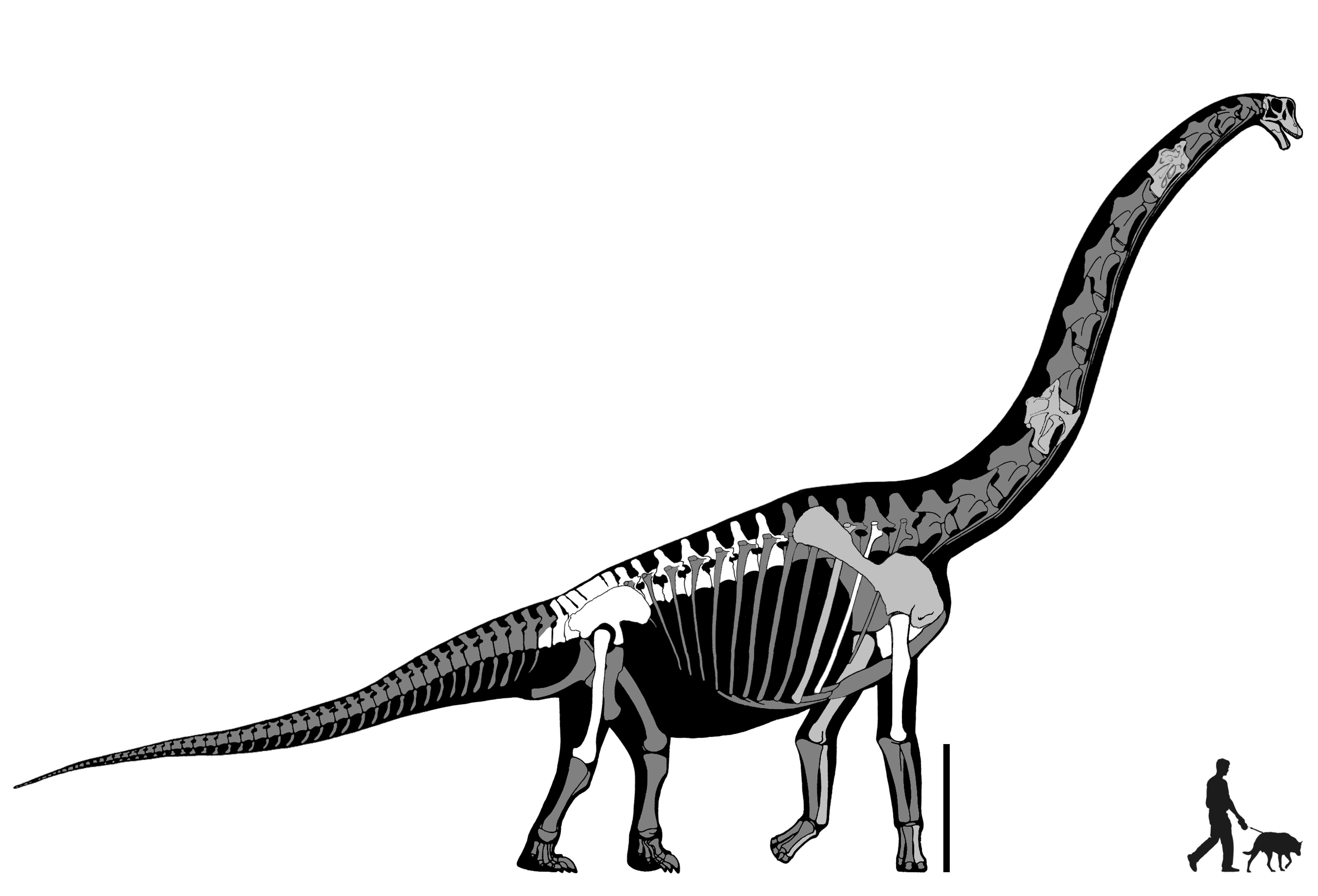 Taylor-SVP-Brachiosaurus-fig7-reconstruction-R3.jpe