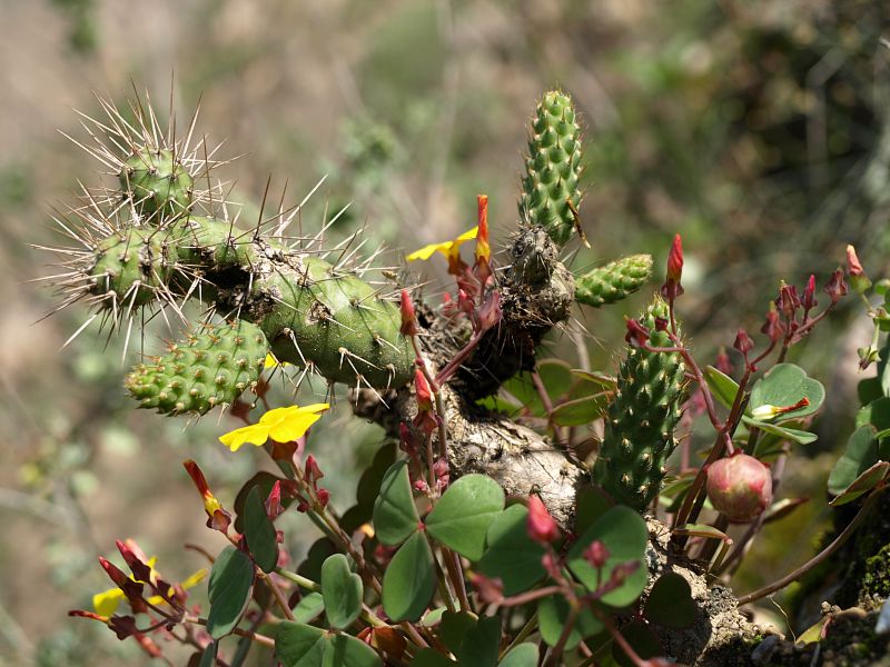 TB320_4_Opuntia_pubescens.jpg