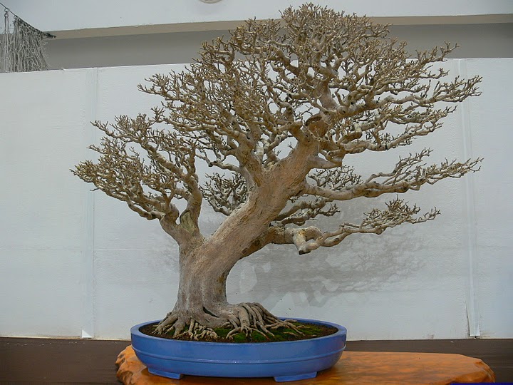 tbca_235.jpg