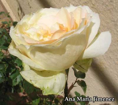 Tchaikovsky_rosa_2007_04_23.jpg